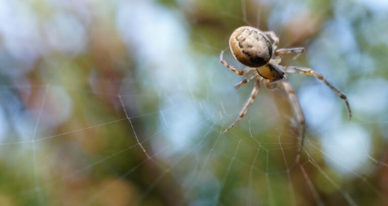 Arachnofobia - lęk przed pająkami