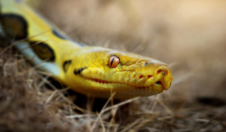 Ofidiofobia - lęk przed wężami
