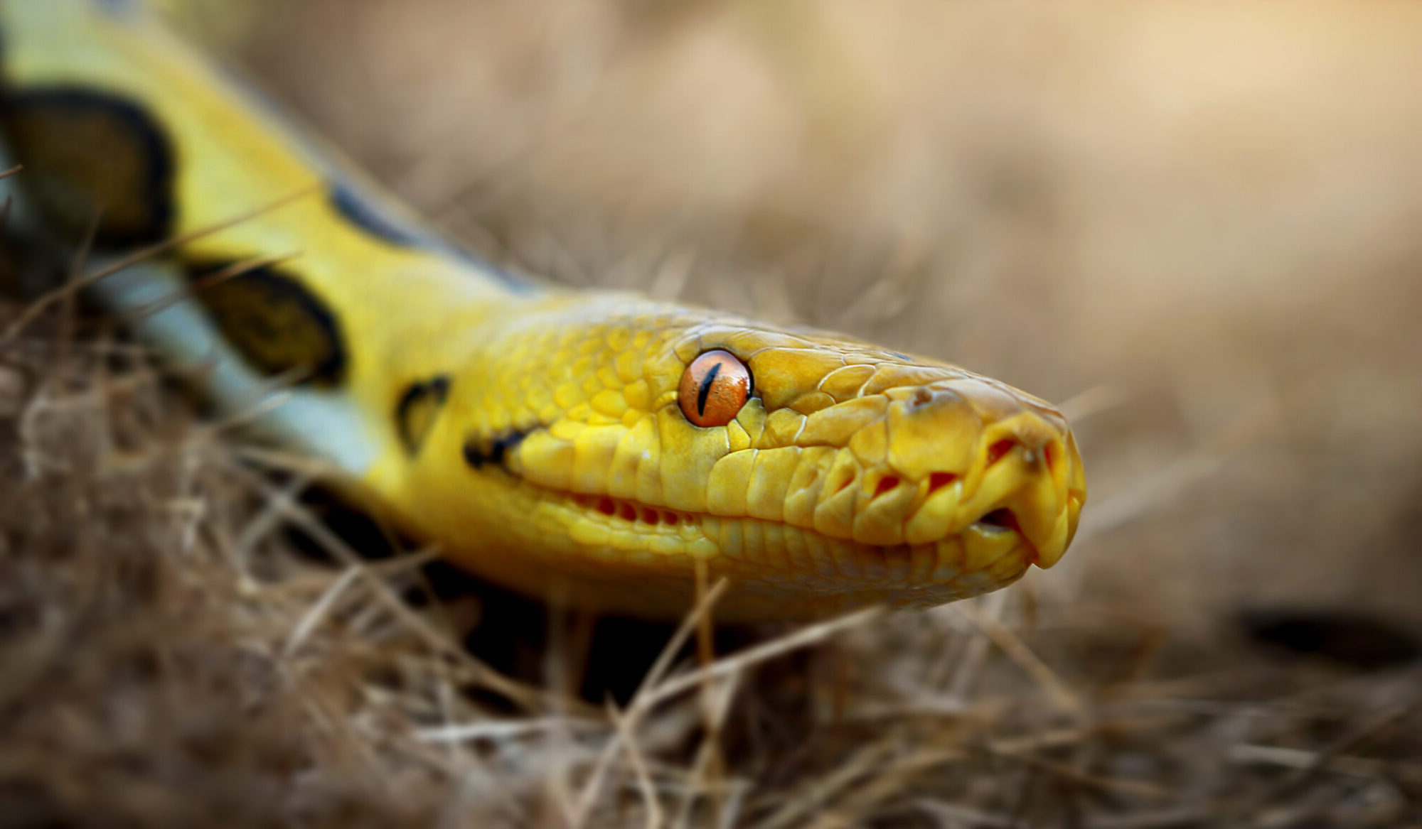 Ofidiofobia - lęk przed wężami